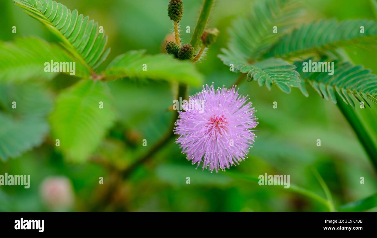 Eine zarte rosafarbene Mimosa pudica-Blume, auch bekannt als die empfindliche Pflanze, die in einer Nahaufnahme von ihren kleinen Knospen gefangen wird. Stockfoto