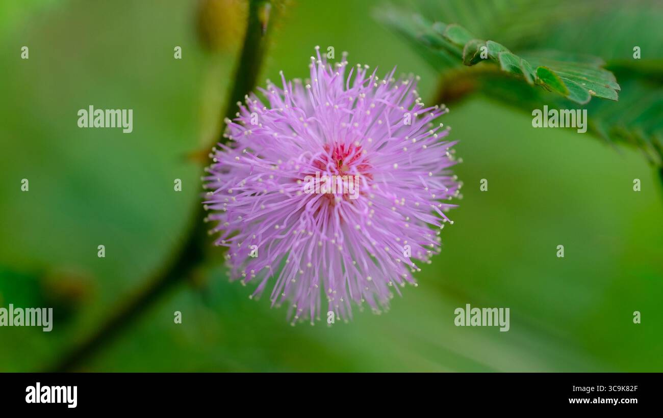 Eine Makroaufnahme einer zarten rosafarbenen Mimosa pudica-Blume, auch bekannt als die empfindliche Pflanze, zeigt ihre flauschige Blüte umgeben von frischen grünen Blättern. Stockfoto
