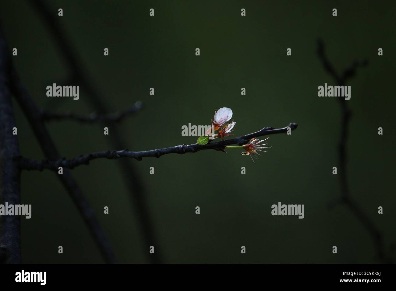 Ein Baumzweig, der im Frühling wächst. Frühling im texanischen Wald. Stockfoto