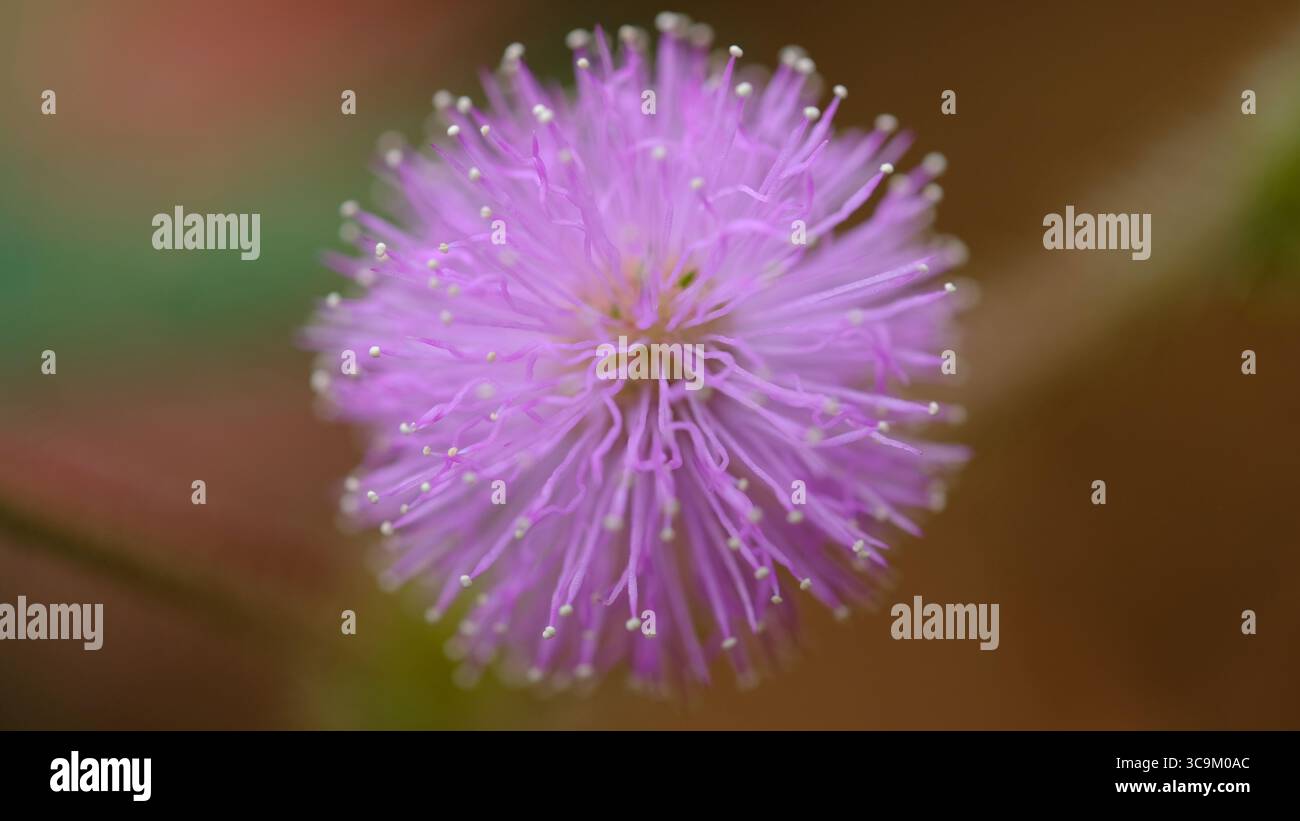 Eine zarte, rosa Mimosa-Blume (Mimosa pudica) mit ihrem einzigartigen, spitzen Aussehen hebt sich in einer ruhigen Nahaufnahme hervor. Stockfoto