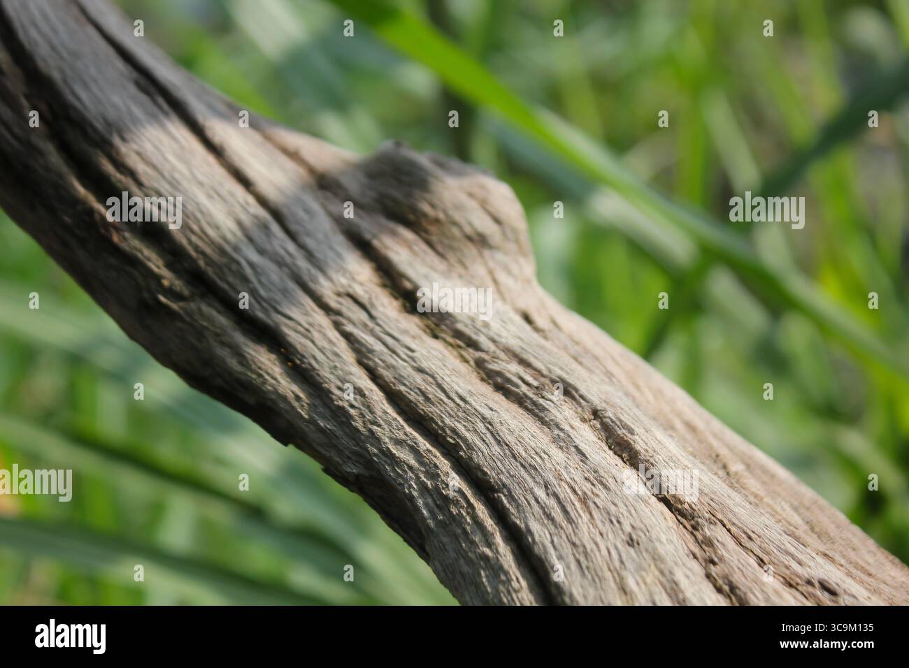 Eine Nahaufnahme fängt die komplizierte Textur und die raue Schönheit des verwitterten Treibholzes ein und ruht friedlich zwischen lebendigem grünem Gras. Stockfoto