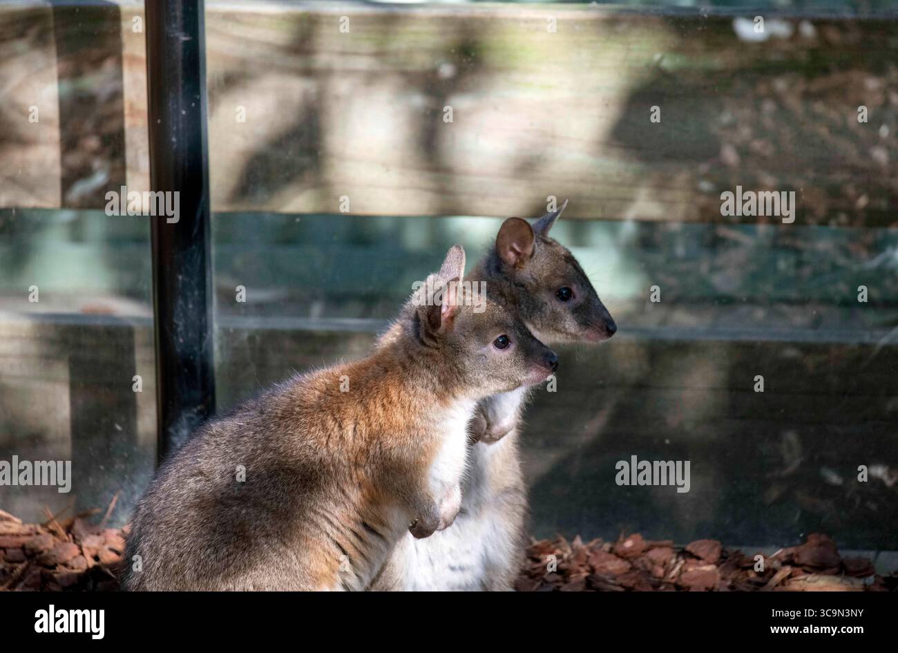 14. September 2022, Sydney, New South Wales, Australien: Zwei Rothalspademelons (Thylogale thetis) in einem Wildpark in Sydney, New South Wales, Australien. Es ist ein Beuteltier, das in der östlichen Küstenregion Australiens zwischen dem äußersten Südosten Queenslands und dem zentralen Osten von New South Wales lebt. Es handelt sich um ein mittelgroßes, kurzschwänziges, bräunlich-graues Wallaby, das (am Bauch) heller ist, mit deutlichem rötlichem Hals und Schultern. Keine sichtbaren Gesichtsmarkierungen. Die Länge des Schwanzes ist kürzer als die Länge des Körpers. Männer sind größer als Frauen. (Kreditbild: © Tara Malhotra/ZUMA Press Wir Stockfoto