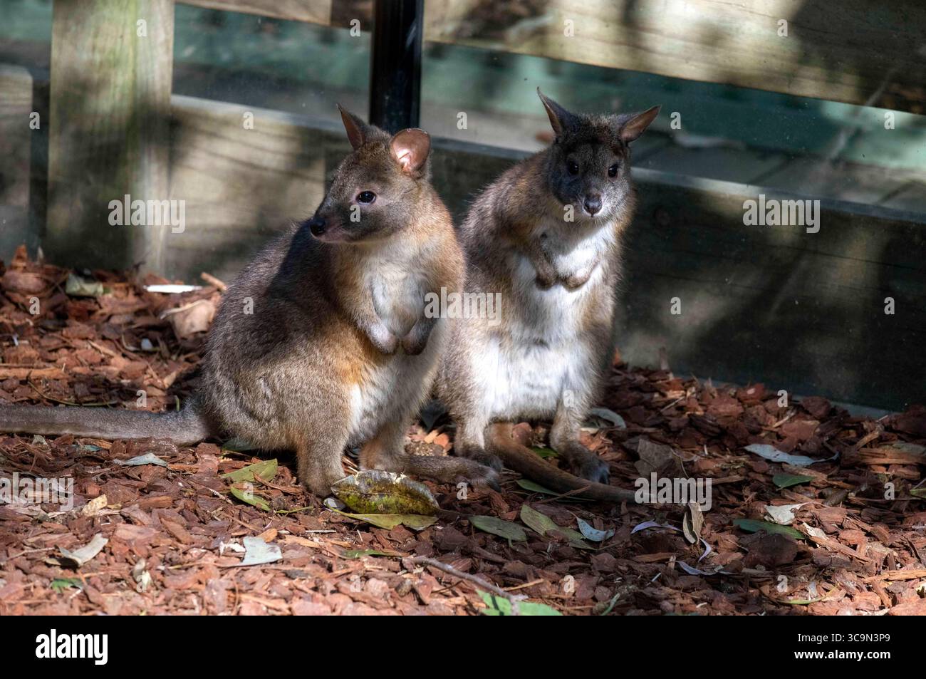 14. September 2022, Sydney, New South Wales, Australien: Zwei Rothalspademelons (Thylogale thetis) in einem Wildpark in Sydney, New South Wales, Australien. Es ist ein Beuteltier, das in der östlichen Küstenregion Australiens zwischen dem äußersten Südosten Queenslands und dem zentralen Osten von New South Wales lebt. Es handelt sich um ein mittelgroßes, kurzschwänziges, bräunlich-graues Wallaby, das (am Bauch) heller ist, mit deutlichem rötlichem Hals und Schultern. Keine sichtbaren Gesichtsmarkierungen. Die Länge des Schwanzes ist kürzer als die Länge des Körpers. Männer sind größer als Frauen. (Kreditbild: © Tara Malhotra/ZUMA Press Wir Stockfoto