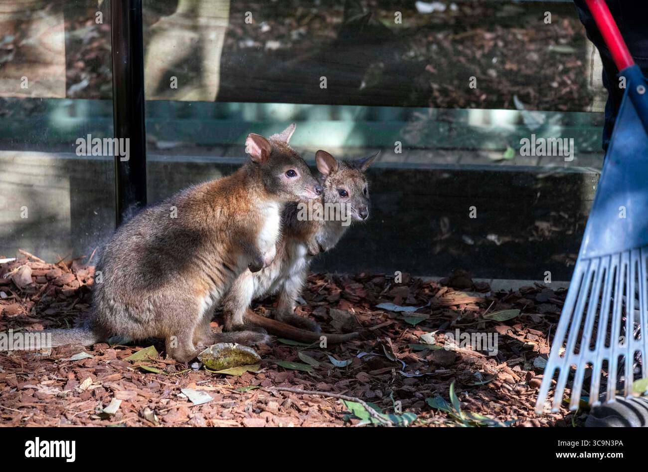 14. September 2022, Sydney, New South Wales, Australien: Zwei Rothalspademelons (Thylogale thetis) in einem Wildpark in Sydney, New South Wales, Australien. Es ist ein Beuteltier, das in der östlichen Küstenregion Australiens zwischen dem äußersten Südosten Queenslands und dem zentralen Osten von New South Wales lebt. Es handelt sich um ein mittelgroßes, kurzschwänziges, bräunlich-graues Wallaby, das (am Bauch) heller ist, mit deutlichem rötlichem Hals und Schultern. Keine sichtbaren Gesichtsmarkierungen. Die Länge des Schwanzes ist kürzer als die Länge des Körpers. Männer sind größer als Frauen. (Kreditbild: © Tara Malhotra/ZUMA Press Wir Stockfoto