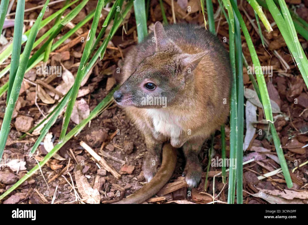 14. September 2022, Sydney, New South Wales, Australien: Rothals Pademelon (Thylogale thetis) in einem Wildpark in Sydney, New South Wales, Australien. Es ist ein Beuteltier, das in der östlichen Küstenregion Australiens zwischen dem äußersten Südosten Queenslands und dem zentralen Osten von New South Wales lebt. Es handelt sich um ein mittelgroßes, kurzschwänziges, bräunlich-graues Wallaby, das (am Bauch) heller ist, mit deutlichem rötlichem Hals und Schultern. Keine sichtbaren Gesichtsmarkierungen. Die Länge des Schwanzes ist kürzer als die Länge des Körpers. Männer sind größer als Frauen. (Foto: © Tara Malhotra/ZUMA Press Wire) Stockfoto