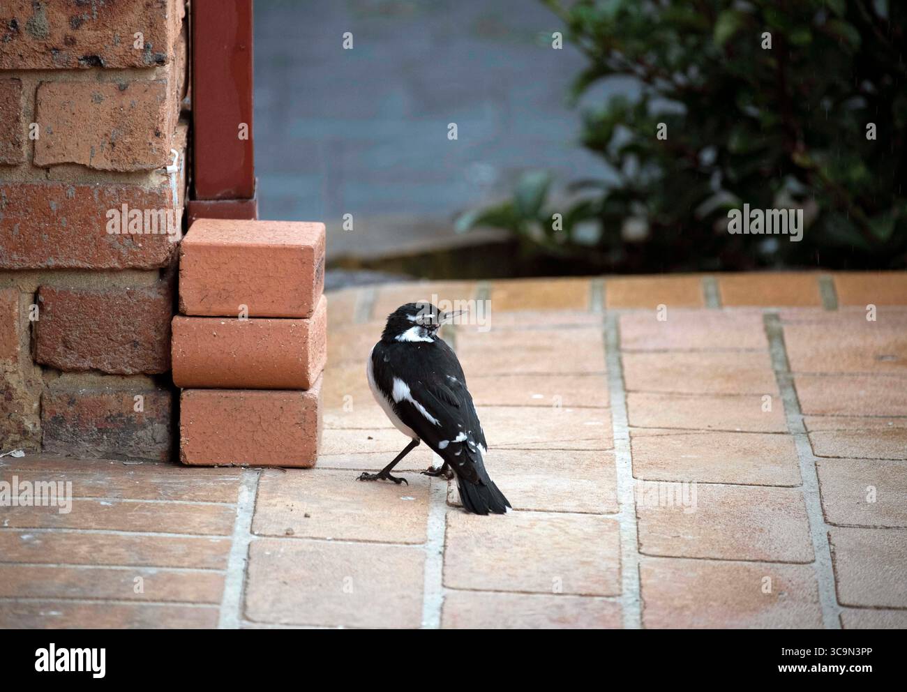 11. Mai 2022, Sydney, New South Wales, Australien: The Magpie-Lark (Grallina cyanoleuca) in Sydney, New South Wales, Australien. Die Elsterlark, auch bekannt als Wee Elster, Peewee, Peewee, Peeewit oder Schlammlark, ist ein in Australien, Timor und dem südlichen Neuguinea beheimateter Passerinvogel. Die Magpie-Lerche kann leicht mit der australischen Magpie verwechselt werden. Männchen und Weibchen der Magpie-Lerche ähneln sich von weitem, sind aber leicht aus nächster Nähe voneinander zu unterscheiden. Männlich schwarz oben, weiß unten, mit weißem Flügelstreifen, weißem Gesichtsfeld, weißem Auge, schwarzem Lätzchen, schwarzer Augenlinie; das Weibchen hat einen weißen Hals und ein unreifes dunkles Auge. (Guthaben Im Stockfoto