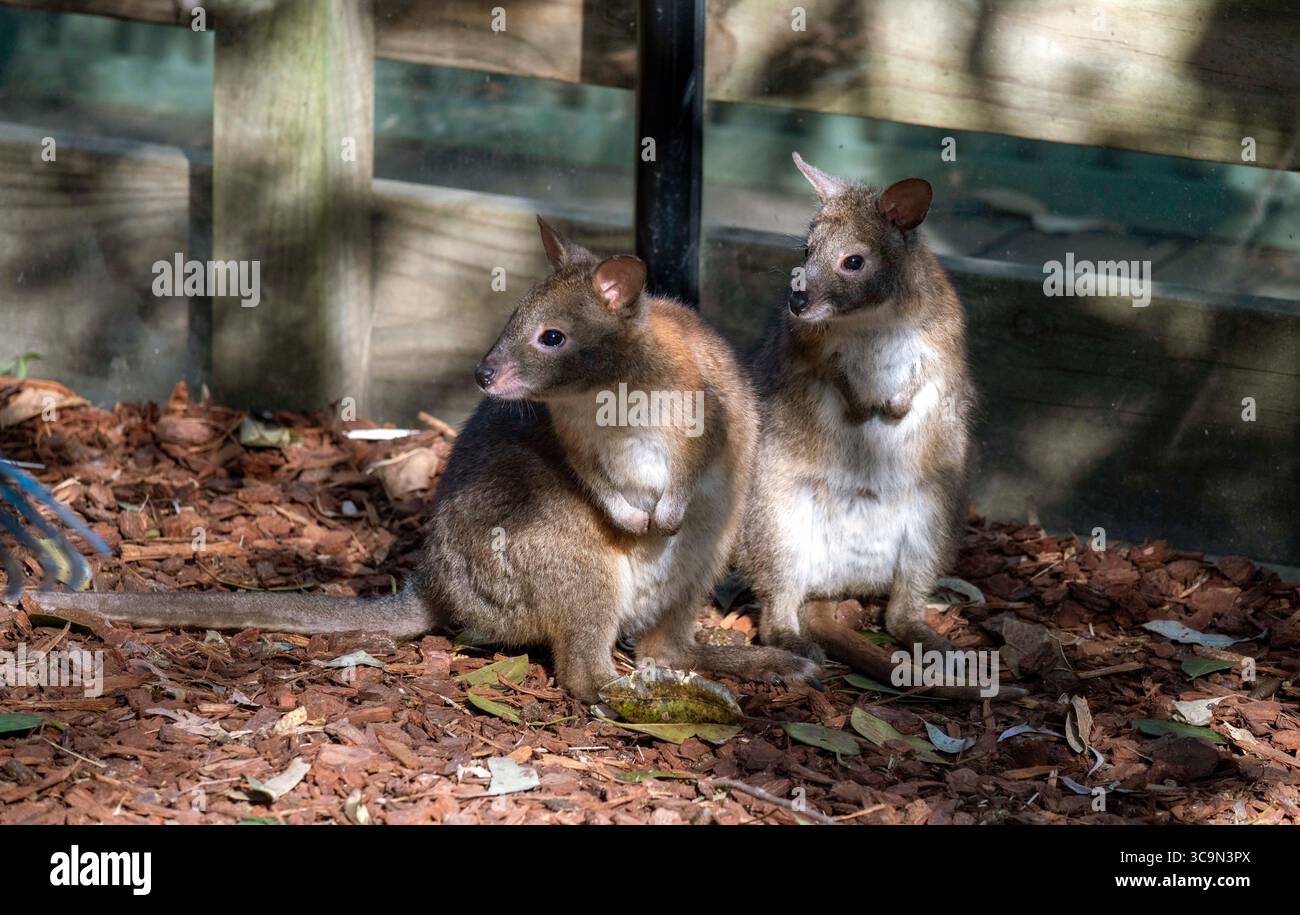 14. September 2022, Sydney, New South Wales, Australien: Zwei Rothalspademelons (Thylogale thetis) in einem Wildpark in Sydney, New South Wales, Australien. Es ist ein Beuteltier, das in der östlichen Küstenregion Australiens zwischen dem äußersten Südosten Queenslands und dem zentralen Osten von New South Wales lebt. Es handelt sich um ein mittelgroßes, kurzschwänziges, bräunlich-graues Wallaby, das (am Bauch) heller ist, mit deutlichem rötlichem Hals und Schultern. Keine sichtbaren Gesichtsmarkierungen. Die Länge des Schwanzes ist kürzer als die Länge des Körpers. Männer sind größer als Frauen. (Kreditbild: © Tara Malhotra/ZUMA Press Wir Stockfoto