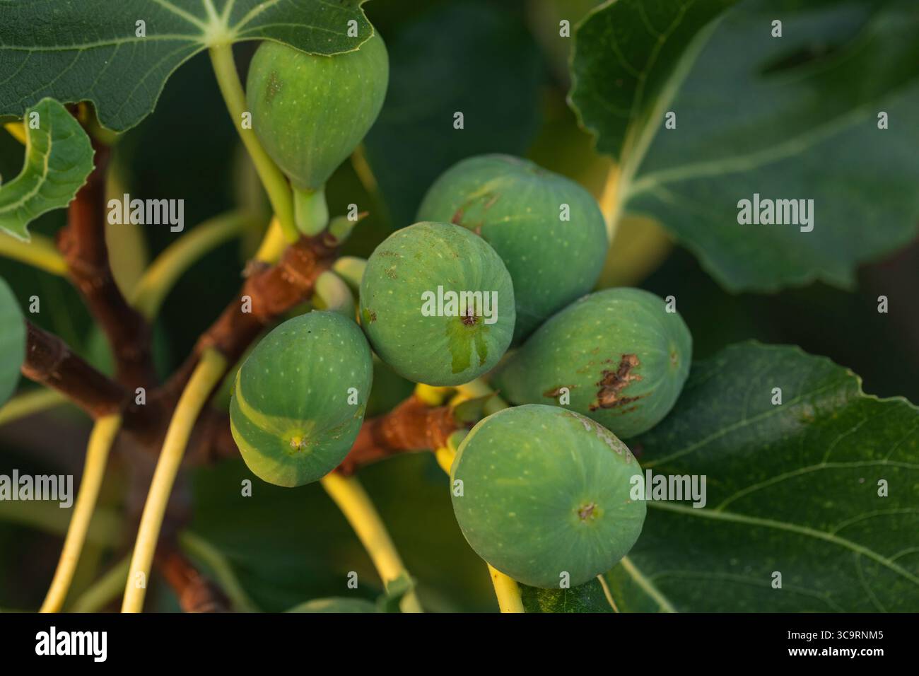 Nahaufnahme grüner, unreifer Feigen, die auf einem Zweig zwischen üppigen Feigenblättern wachsen, Bio-Gartenarbeit und frischem Obst der Saison, Zutaten der mediterranen Ernährung. Stockfoto