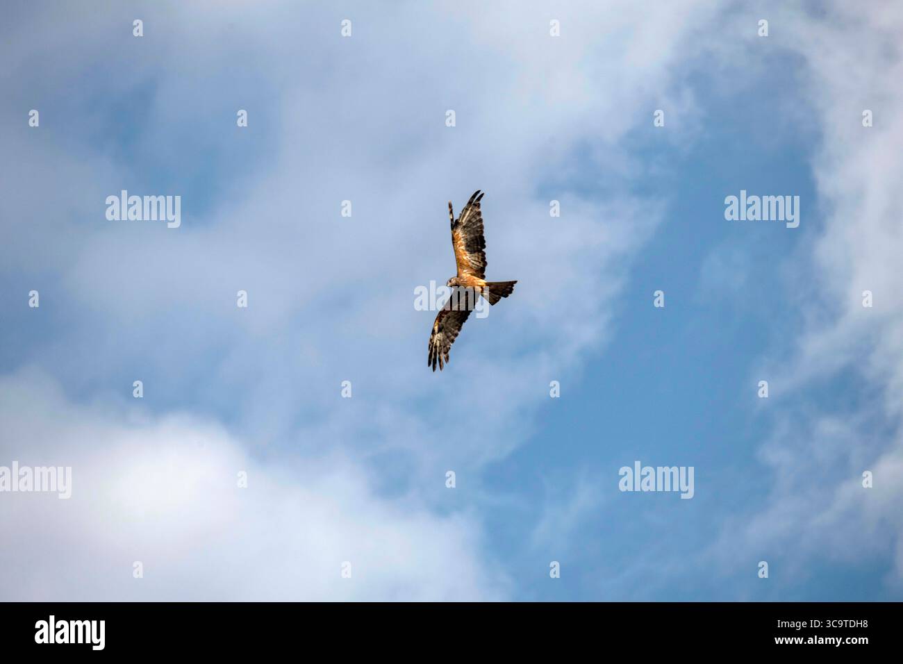 4. Mai 2022, Sydney, New South Wales, Australien: Der schwarze Drache (Milvus migrans) ist ein mittelgroßer Raubvogel aus der Familie Accipitridae, zu der auch viele andere tägliche Raptoren gehören. Diese sind auf dem australischen Festland sowie in Afrika, Asien und Europa zu finden. Von weitem sieht es fast schwarz aus, mit einem hellbraunen Balken auf der Schulter. Das Gefieder ist eigentlich dunkelbraun, mit verstreuten hellbraunen und brüchigen Markierungen, besonders an Kopf, Hals und Unterseite. (Bild: © Tara Malhotra/ZUMA Press Wi Stockfoto