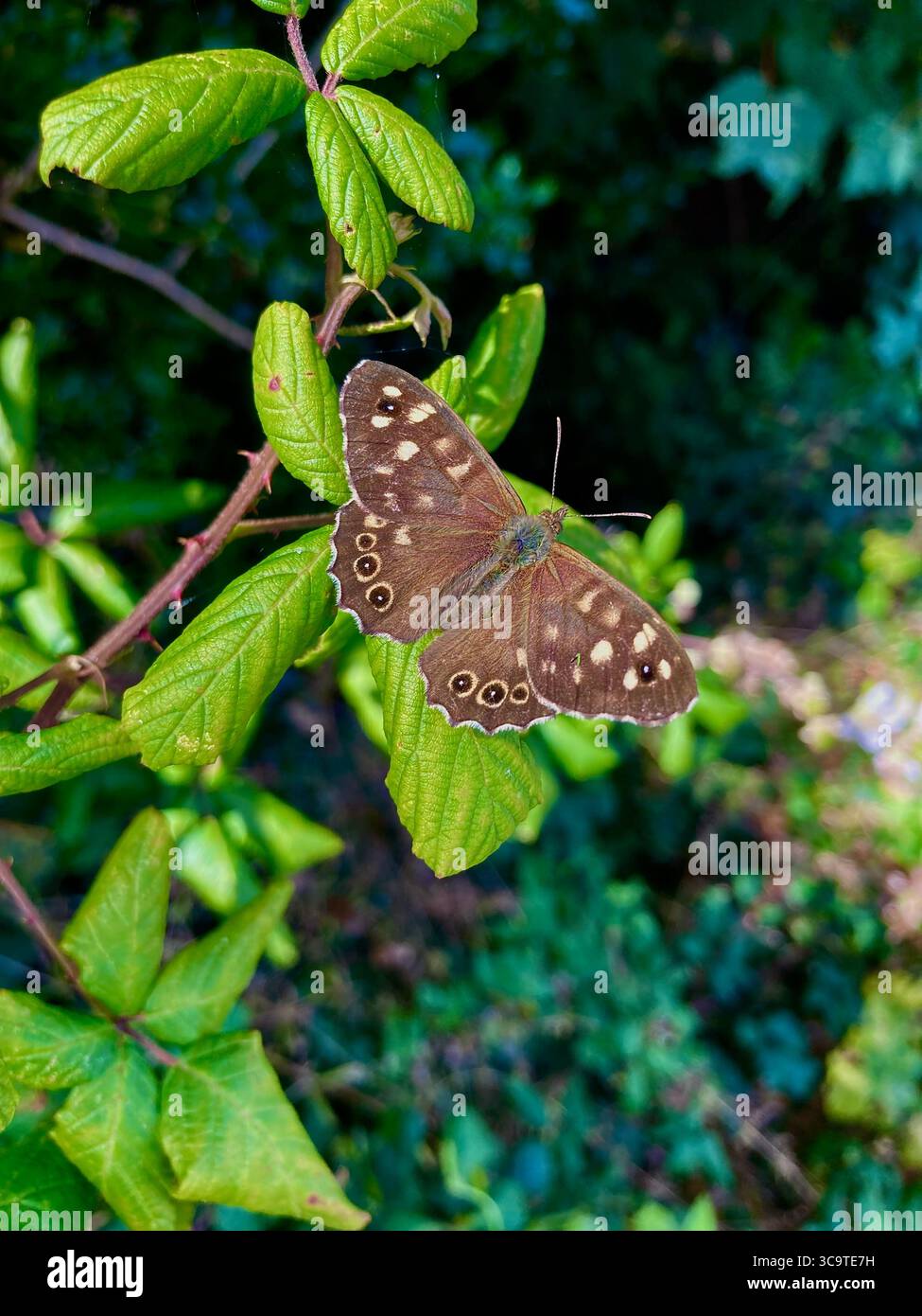 Wiese braun Schmetterling Stockfoto