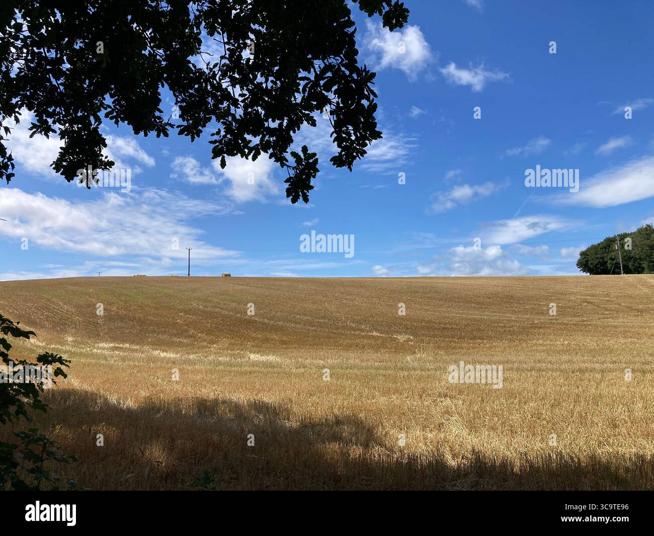 Feld von Weizen Stockfoto