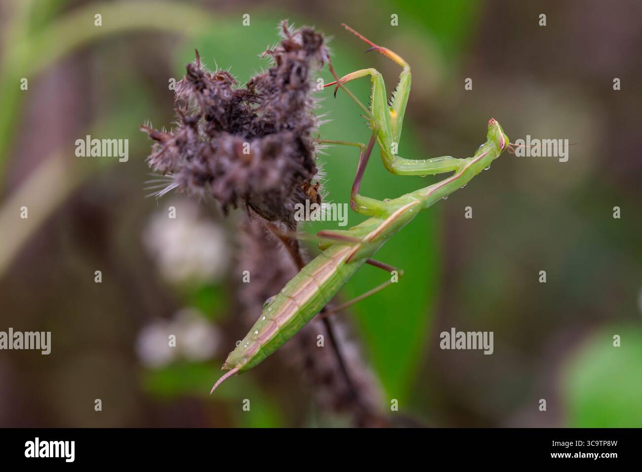 Makrofoto einer Gebetsmantis mit Regentropfen am Körper, die sich an einer getrockneten Blume in natürlichem Lebensraum festhalten. Stockfoto