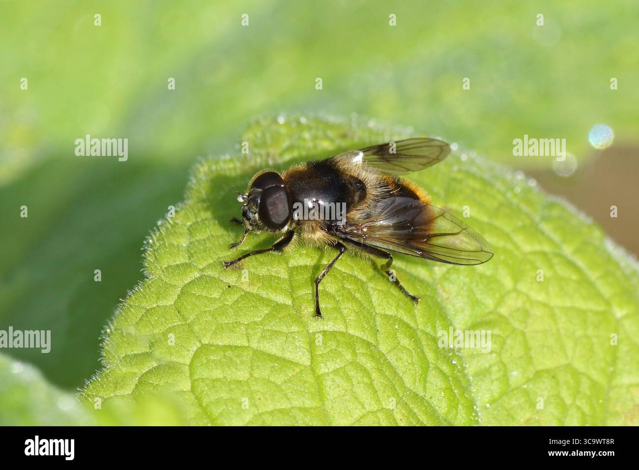 Nahaufnahme männlicher hoverfly Bumblebee Blacklet, Cheilosia illustrata. Auf einem Blatt eines Fingerhuhs (Digitalis), August, niederländischer Garten. Stockfoto