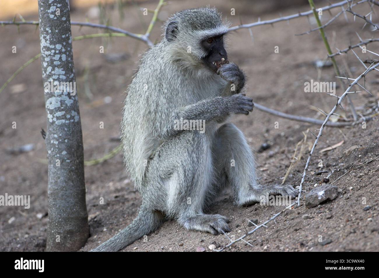 Vervet Affen Chlorocebus Pygerythrus Krüger Nationalpark in Südafrika Stockfoto