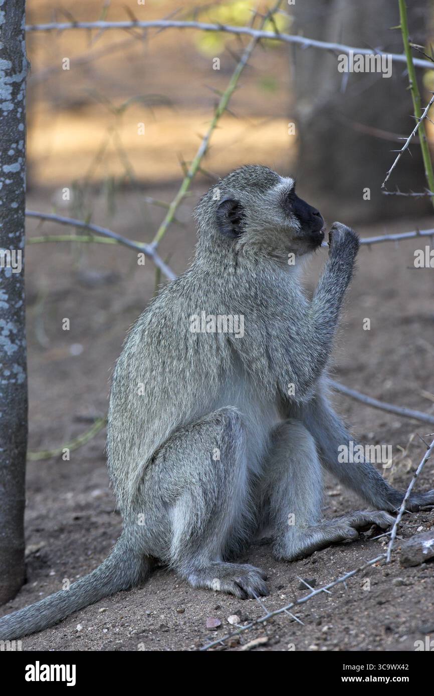 Vervet Affen Chlorocebus Pygerythrus Krüger Nationalpark in Südafrika Stockfoto
