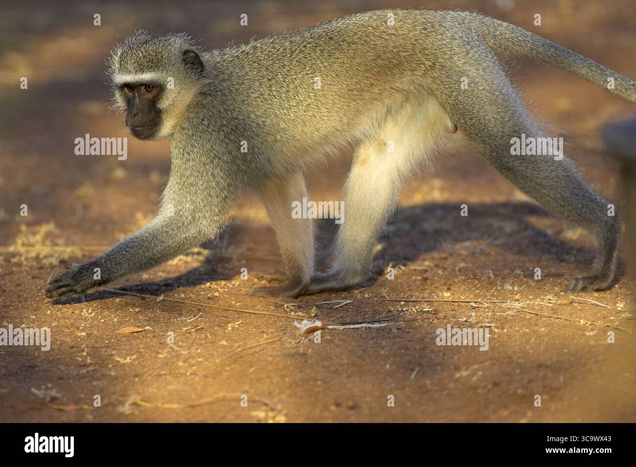 Vervet Affen Chlorocebus Pygerythrus Krüger Nationalpark in Südafrika Stockfoto