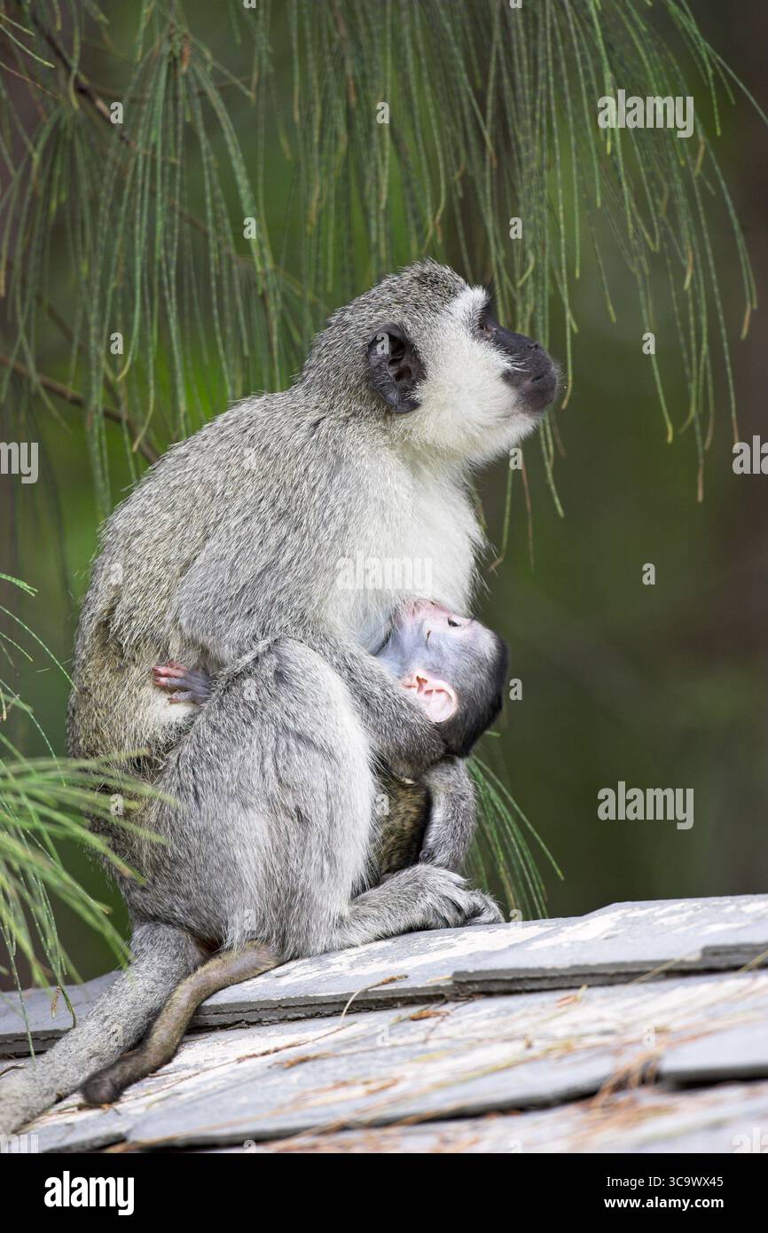 Vervet Affen Chlorocebus Pygerythrus Frau mit Baby St Lucia Wetland reserve Südafrika Stockfoto