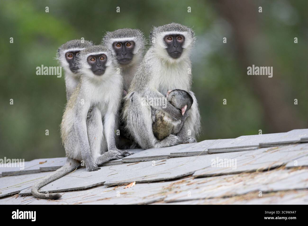 Vervet Affen Chlorocebus Pygerythrus St Lucia Wetland reserve Südafrika Stockfoto