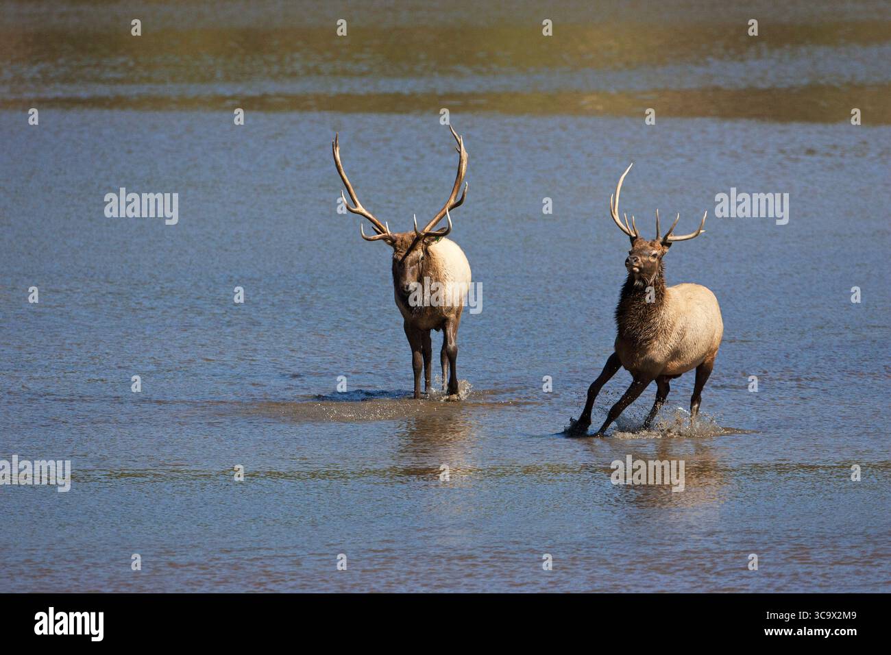 ELK Cervus canadensis großer Männchen jagt jüngeren Männchen während des Rut Lake Estes Park Rocky Mountain National Park Colorado USA Stockfoto