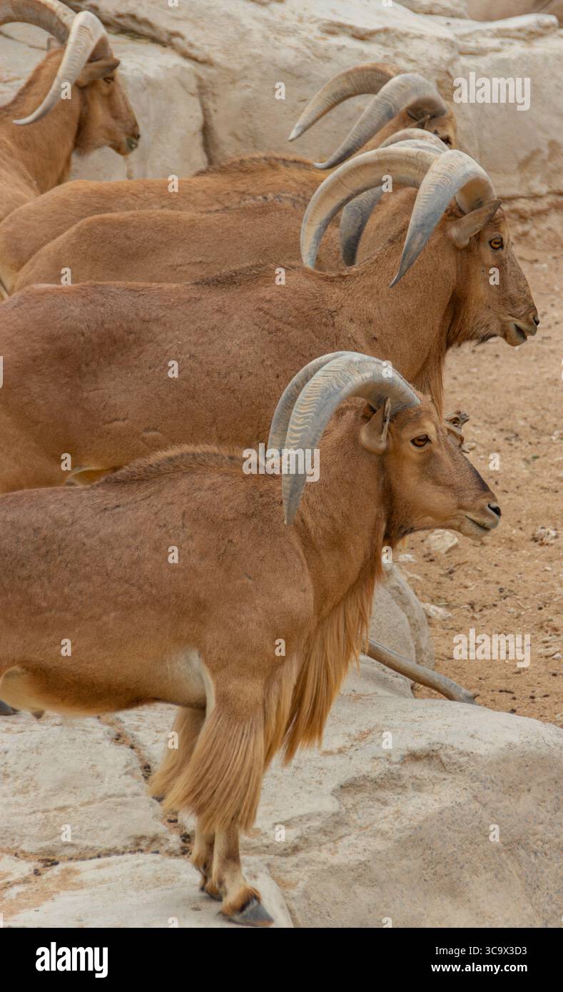 Anmutige Herde von Bergziegen Stockfoto