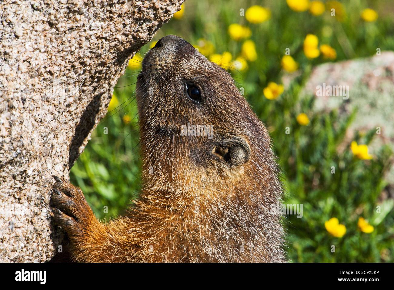 Der Duftfelsen Marmota flaviventris im Hochland des Forest Canyon überblickt den Rocky Mountain National Park Colorado, USA, Juni 2015 Stockfoto