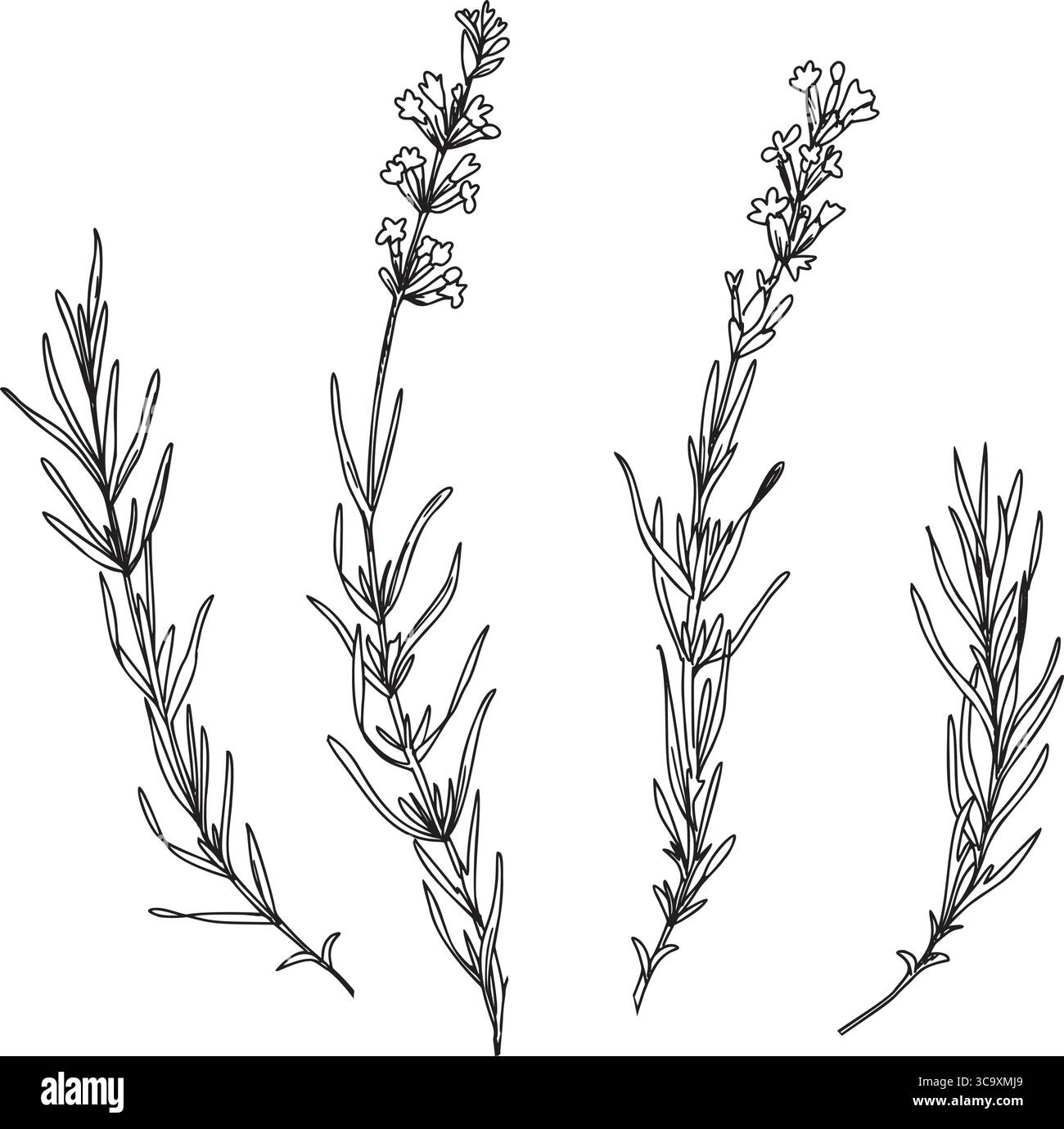 Lavendelzweige mit Blättern und Blumen besetzt. Handgezeichnete Grafik Vektor-Illustration. Schwarz-weiß-Zeichnung für Karten, Logos und Lebensmittel, Kosmetik Stock Vektor