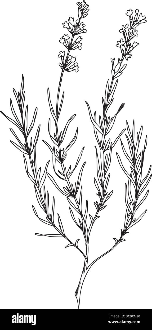 Lavendelpflanze mit Blättern und Blüten. Handgezeichnete Tinte Vektor-Illustration. Schwarz-weiß-Zeichnung für Karten, Logos und Lebensmittel, kosmetisches Design. Stock Vektor