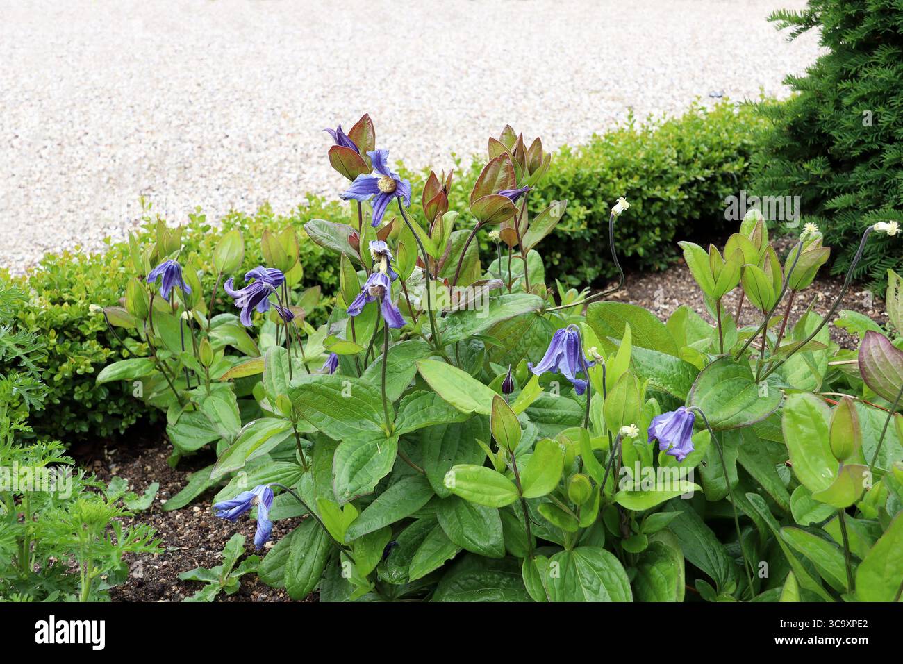 Blau blühende, niedrig wachsende mehrjährige Clematis (Clematis integrifolia) mit glockenförmigen Blüten (Neuseeland, Dänemark) Stockfoto