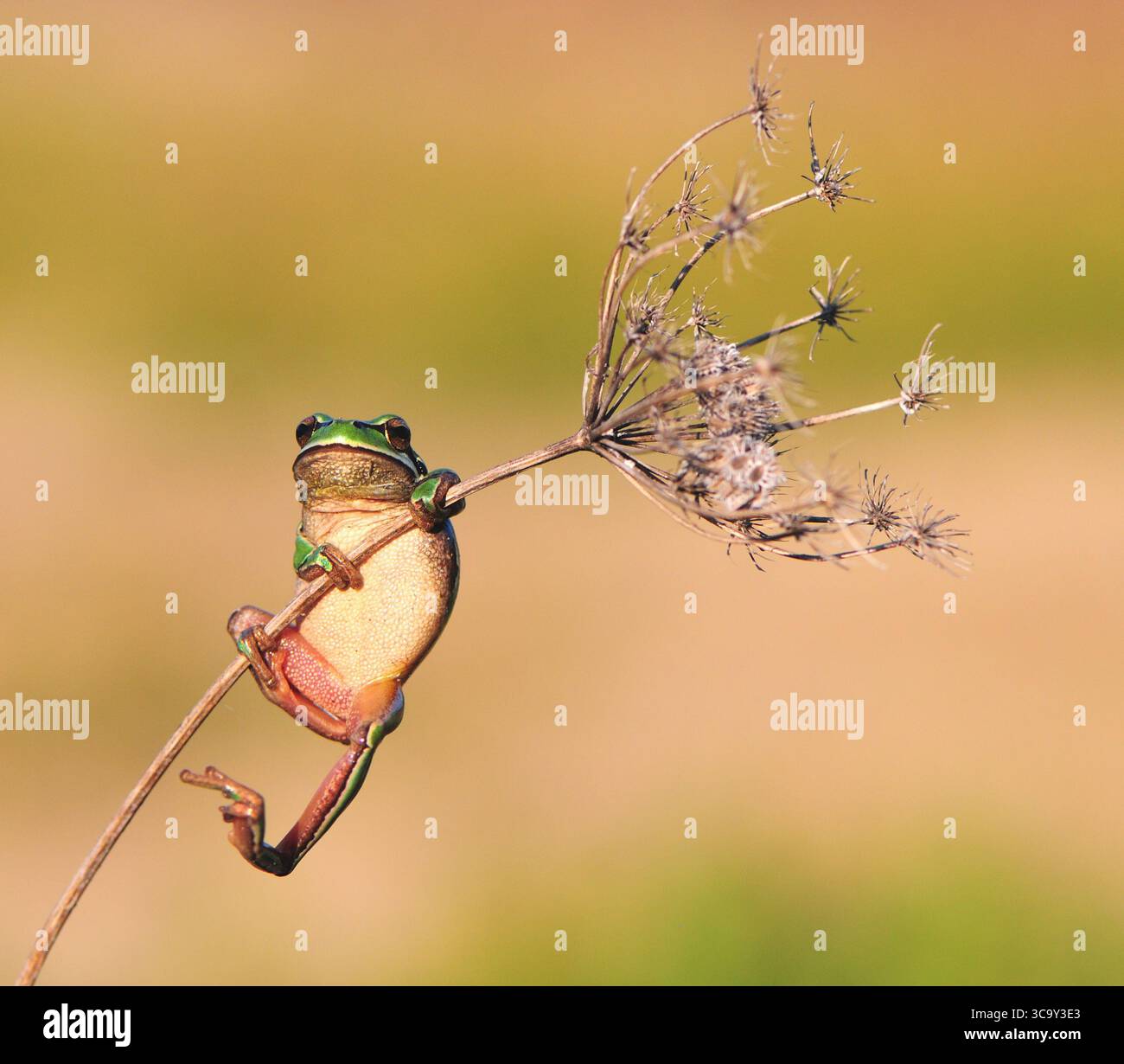 Akrobatischer Frosch Stockfoto