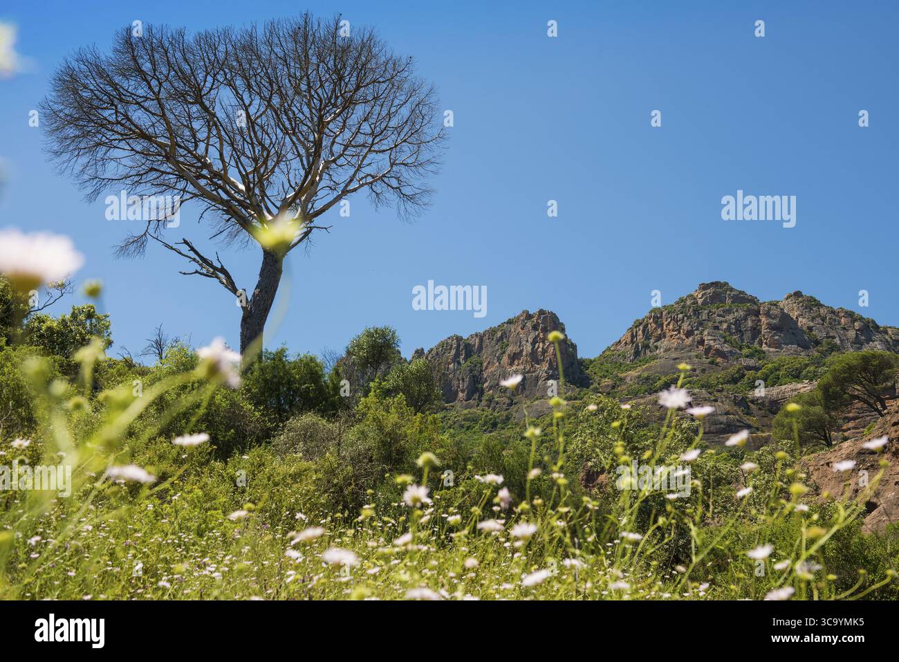 Rocher du roquebrune, Roquebrune-sur-Argens, bei Saint-Raphael, Massif de l'Esterel, Esterelgebirge, Departement Var, Cote d'Azur, Provence-Alpe Stockfoto