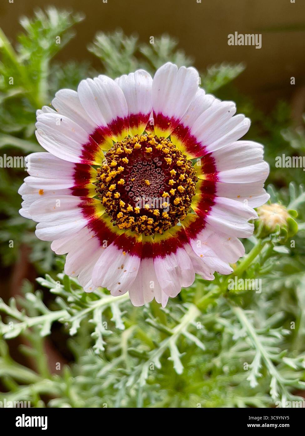 Nahaufnahme einer dreifarbigen Gänseblümchen (Chrysanthemum carinatum) mit weißen Blütenblättern mit einem leuchtenden roten und gelben Ring. - Smartphone-aufgenommenes Stockfoto
