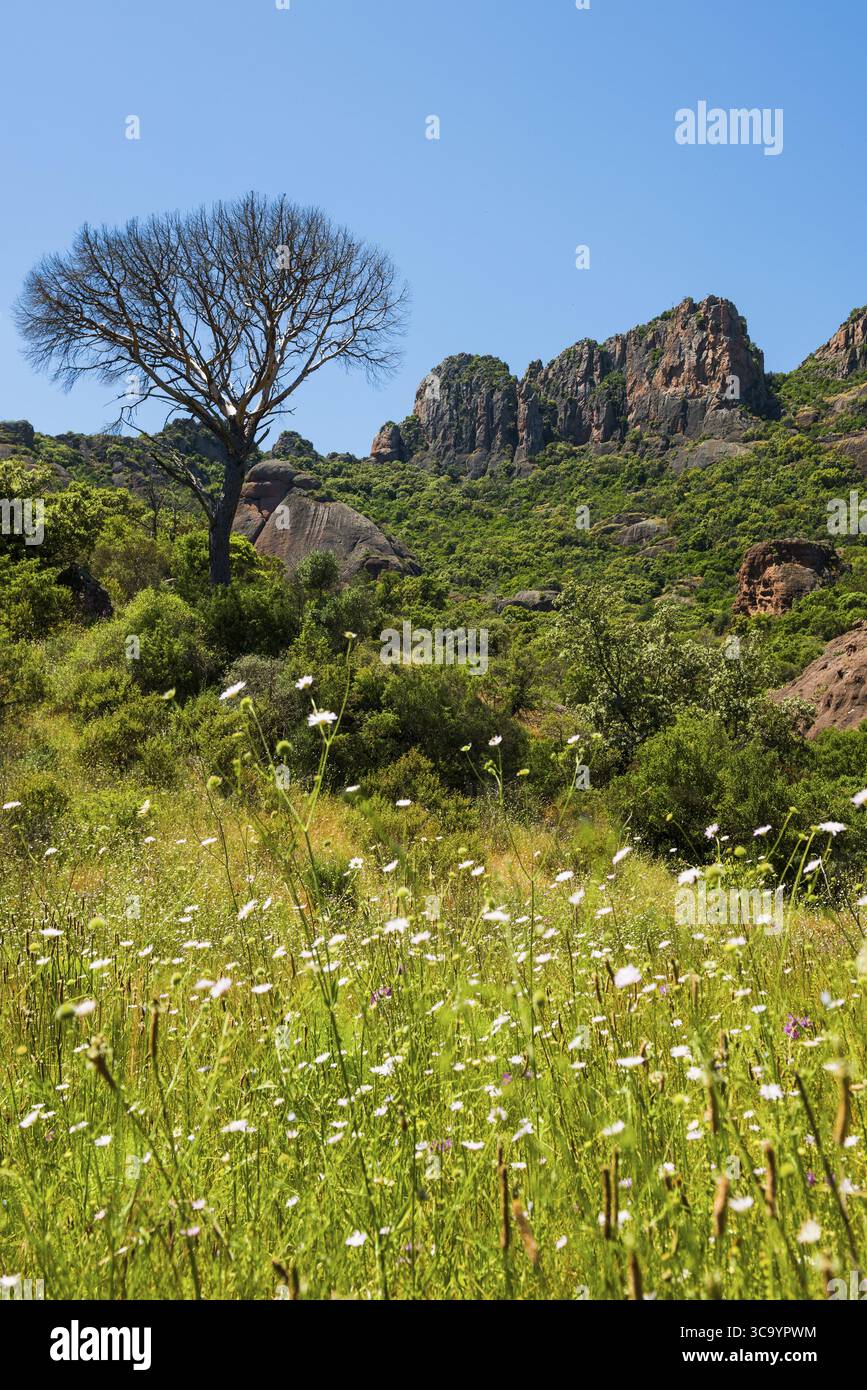 Rocher du roquebrune, Roquebrune-sur-Argens, bei Saint-Raphael, Massif de l'Esterel, Esterelgebirge, Departement Var, Cote d'Azur, Provence-Alpe Stockfoto