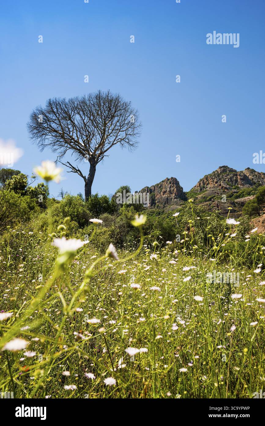 Rocher du roquebrune, Roquebrune-sur-Argens, bei Saint-Raphael, Massif de l'Esterel, Esterelgebirge, Departement Var, Cote d'Azur, Provence-Alpe Stockfoto