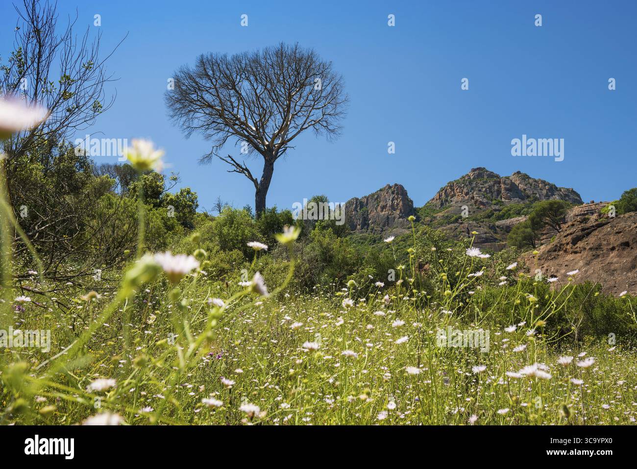Rocher du roquebrune, Roquebrune-sur-Argens, bei Saint-Raphael, Massif de l'Esterel, Esterelgebirge, Departement Var, Cote d'Azur, Provence-Alpe Stockfoto