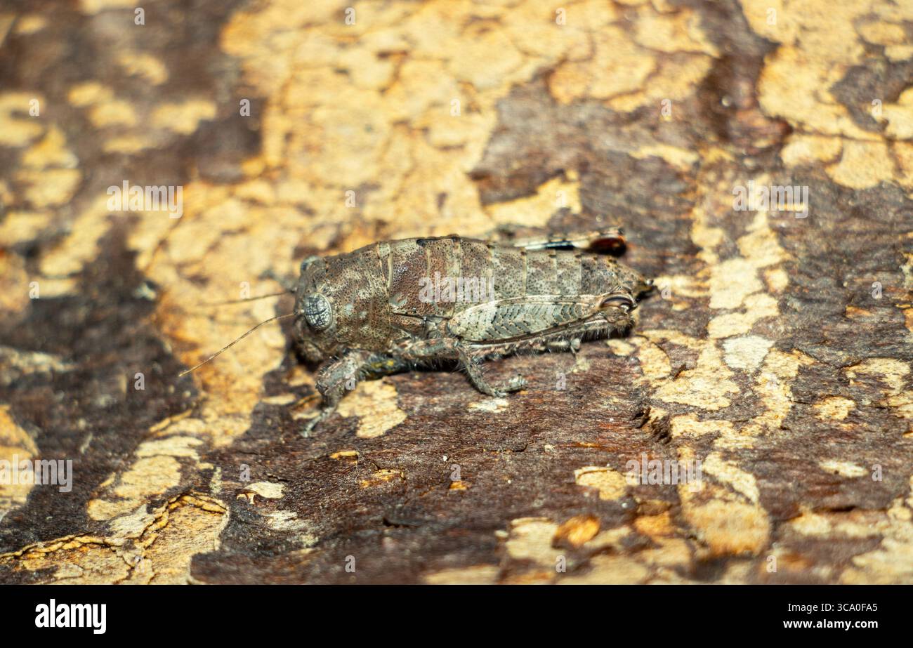 Die kleinste Familie im östlichen und südlichen Afrika. Der Stone Grasshopper ist meist flugunfähig, hat prallende Augen und sehr gut getarnt. Stockfoto