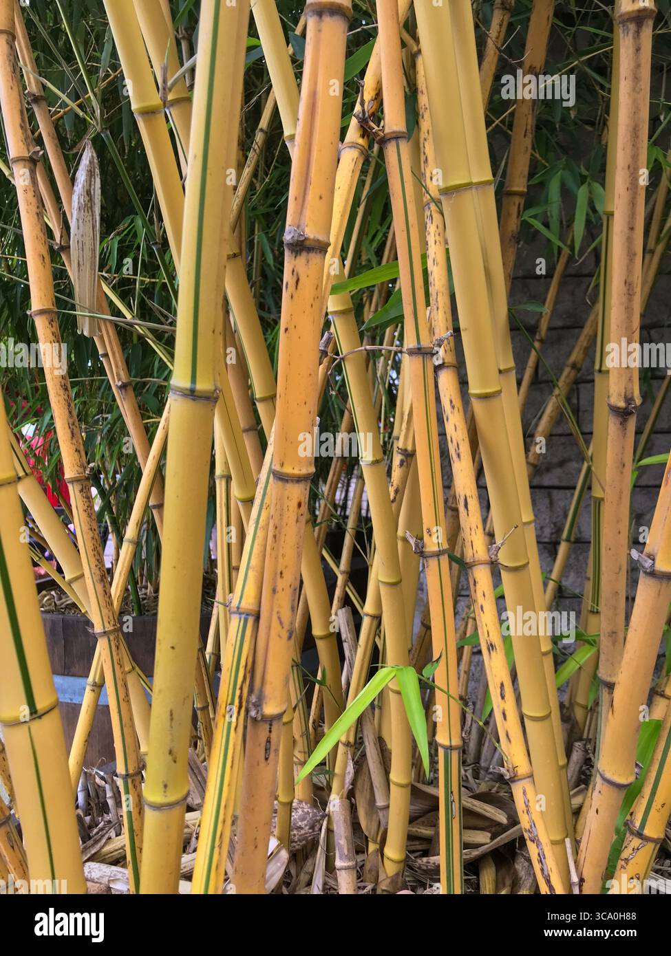 Nahaufnahme des dichten Bambuswaldes. Jüngere Spitzen einiger der größeren Arten können etwa 1 Meter pro Tag wachsen. Stockfoto