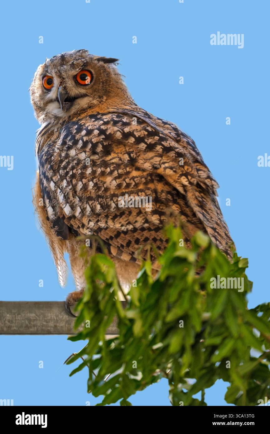 Nahaufnahme des Porträts einer eurasischen Uhu (Bubo bubo) mit großen, faszinierenden orangen Augen Stockfoto