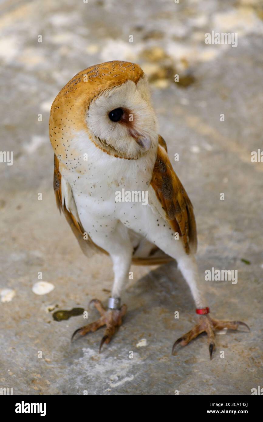 Großaufnahme einer westlichen Scheuneneule (Tyto alba) Stockfoto