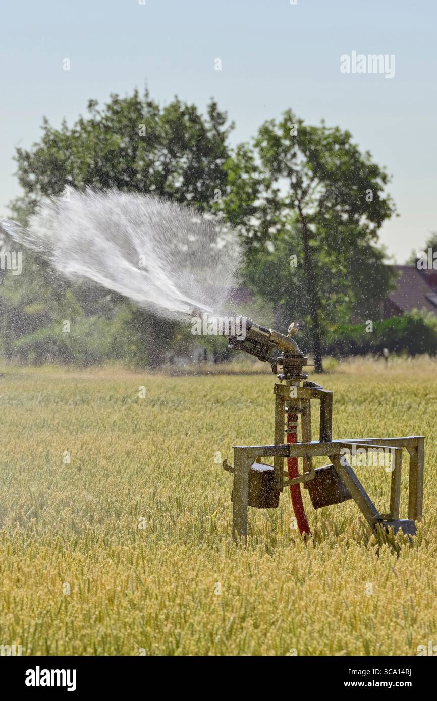 Tragbare Sprinklerbewässerungsmaschine, die während eines Trockensommers Wasser über Ackerland sprüht. Stockfoto