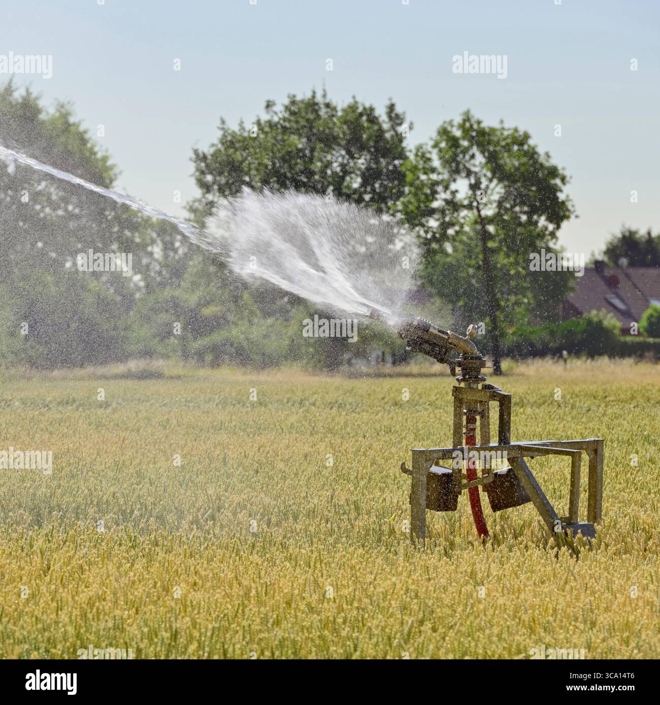 Tragbare Sprinklerbewässerungsmaschine, die während eines Trockensommers Wasser über Ackerland sprüht. Stockfoto