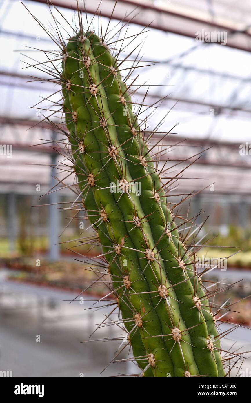 Stacheligen Kaktus Pflanze, mit langen Dornen in der Isolation. Closeup  Detail der stacheligen Kakteen Stammzellen Stockfotografie - Alamy