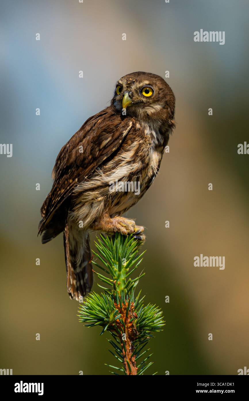 Ferruginöse Pygmäe auf einem Ast Stockfoto