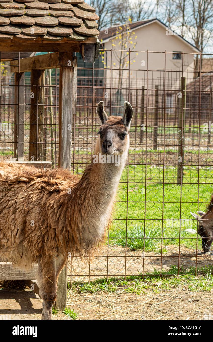Braunes Lama mit einem dicken zotteligen Fell, das ruhig neben einem Zaun und einem hölzernen Unterschlupf in der Sonne steht Stockfoto