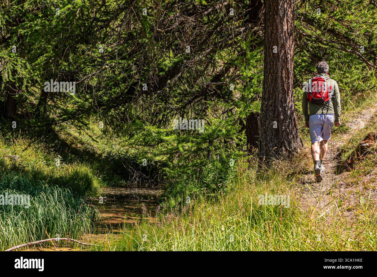 Italien Piemont Val Susa - Sauze D'oulx - Trekking im Gran Bosco di Salbertrand Park Stockfoto