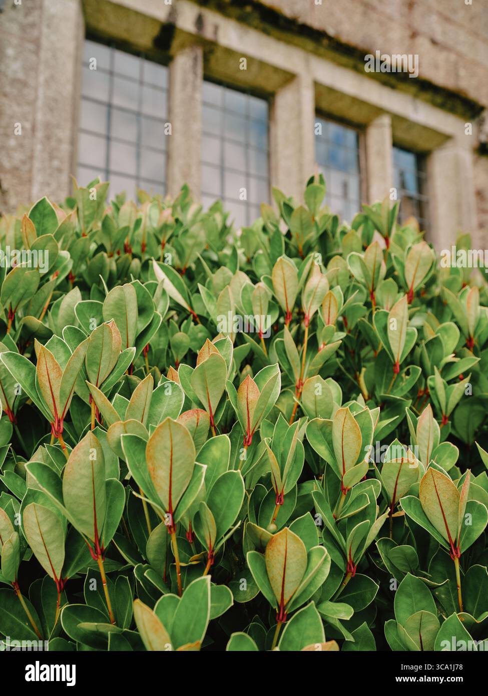 Japanische Photinia-Blätter mit grün-gelb-rot schattierter Gartenflora Stockfoto