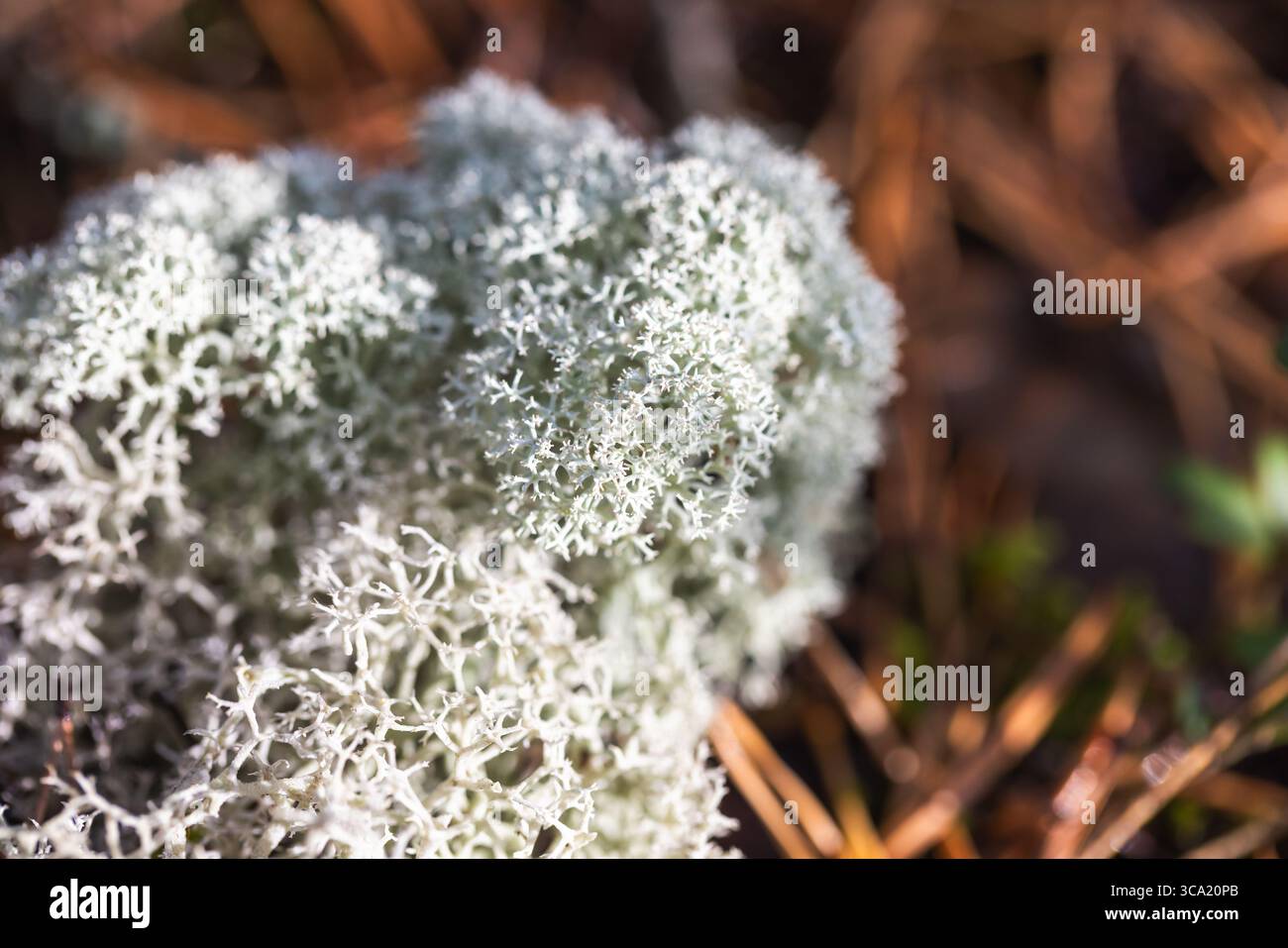 Cladonia stellaris. Ein detailliertes Nahfoto von lebendigem weißem Moos mit satten Waldbodenstrukturen und Farben Stockfoto