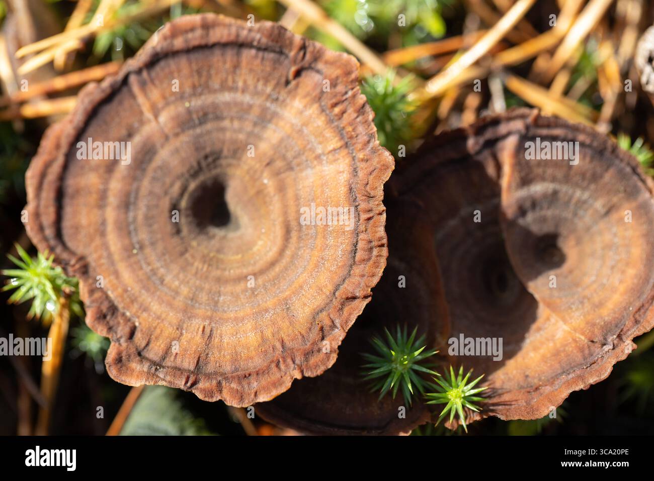 Coltricia perennis oder Tigers Eye. Detaillierte Ansicht eines kreisförmigen braunen Pilzes zwischen grünem Moos und trockener Vegetation, der die Schönheit der Natur einfängt Stockfoto