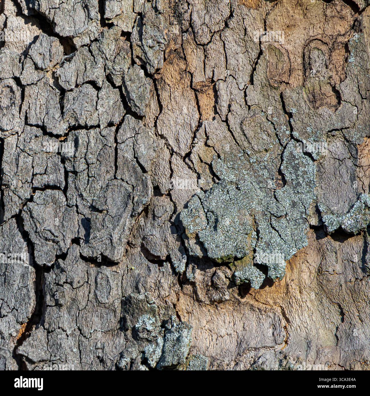 Nahaufnahme der Dry Cracked Tree Rinde mit Flechtenstruktur bei natürlichem Tageslicht Stockfoto