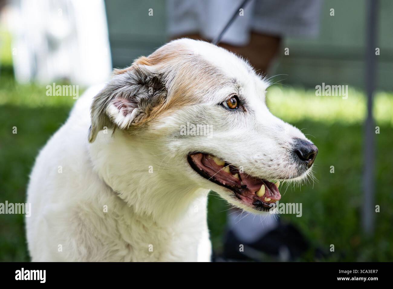 Ein glücklicher weißer Hund im Park Stockfoto