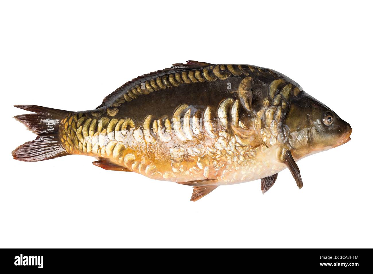 Spiegel Karpfenfluss Fisch isoliert auf weißem Hintergrund. Stockfoto
